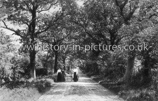 Lovers Lane, Southminster, Essex. c.1914